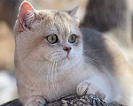 Кошки в Благовещенске: Британский котенок драгоценного окраса Мальчик, 50 000 руб. - фото 3