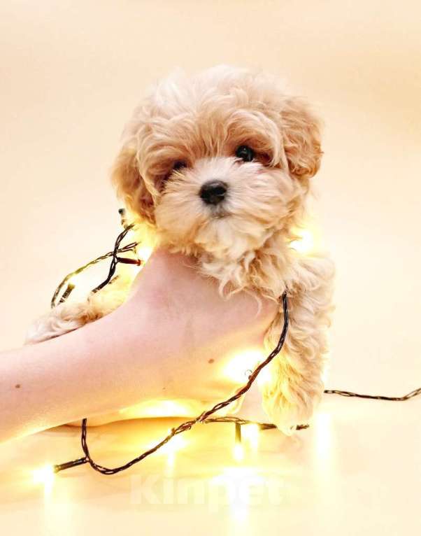 Собаки в других городах Свердловской области: карамельная малышка мальтипу F1 мини Девочка, 120 000 руб. - фото 2