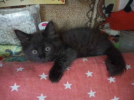Котенок от кошки-мышеловки в ответственные руки!