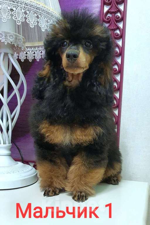 Собаки в Москве: Ребята пуделята Мальчик, 70 000 руб. - фото 4