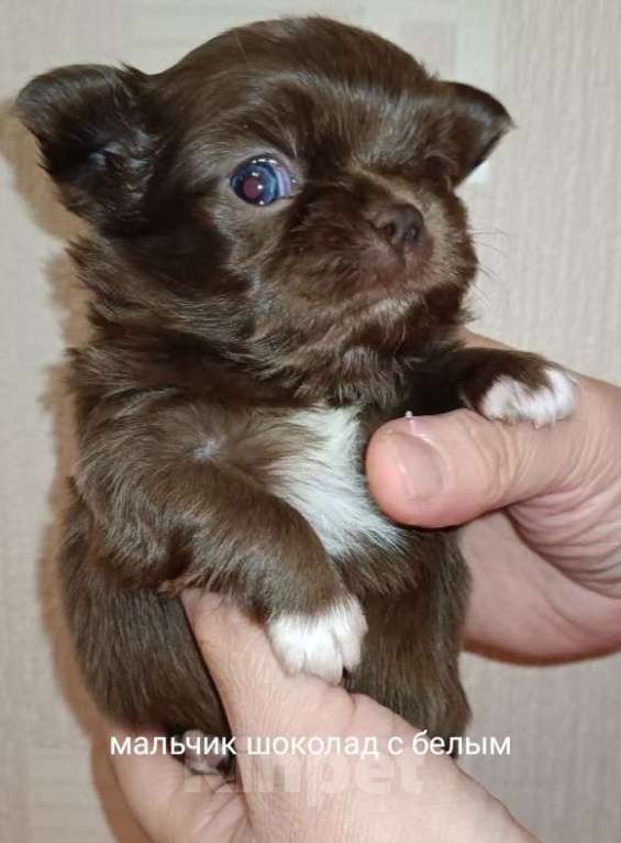 Собаки в Санкт-Петербурге: Шоколадный мальчик  Мальчик, 70 000 руб. - фото 1