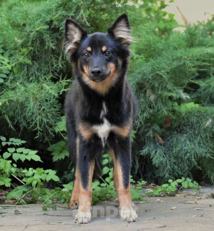 Собаки в Москве: Ненецкая оленегонная лайка, сука Яшма. Девочка, 50 000 руб. - фото 2