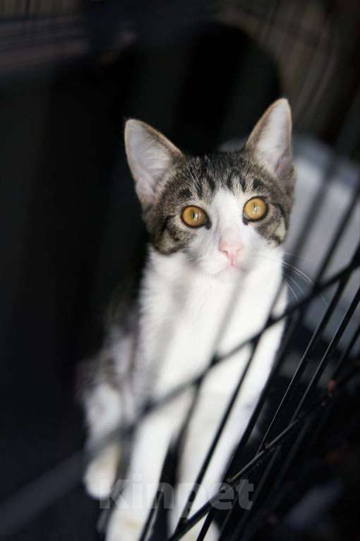 Кошки в Москве: Ласковый котенок в добрые руки Мальчик, Бесплатно - фото 6