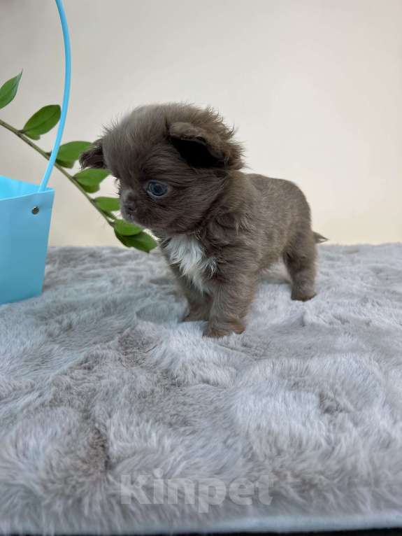 Собаки в Москве: Лиловый пушистик Мальчик, 60 000 руб. - фото 7