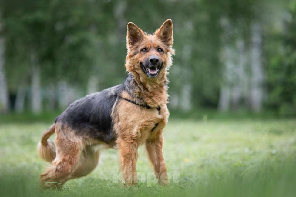 Собаки в Москве: Кира Девочка, Бесплатно - фото 4