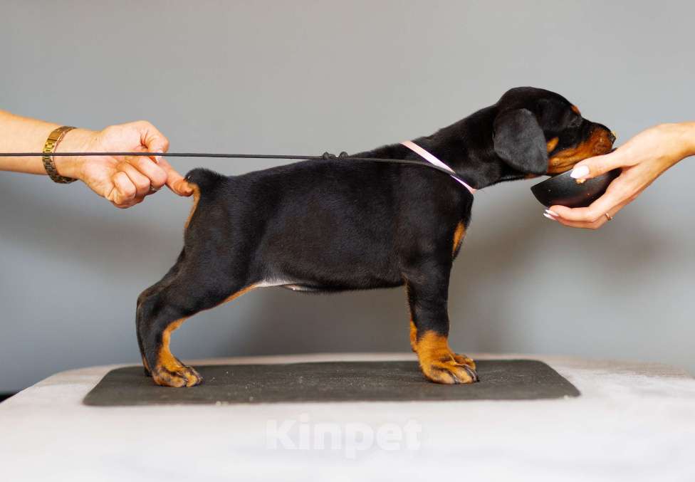 Собаки в Москве: Щенки добермана Девочка, 110 000 руб. - фото 4