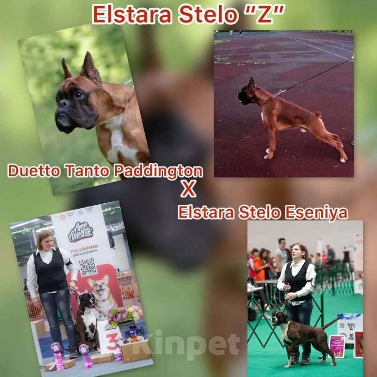 Собаки в Москве: Щенок Боксера Затея Девочка, 65 000 руб. - фото 4