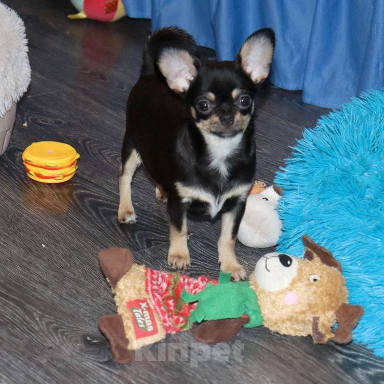 Собаки в Москве: Девочка чихуахуа Девочка, 55 000 руб. - фото 6