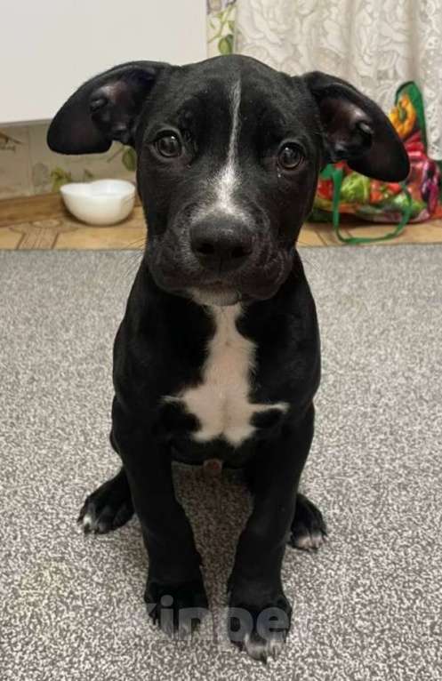 Собаки в Видном: Продам щенка Мальчик, 15 000 руб. - фото 2