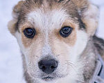 Собаки в Москве: Щенок Ася в добрые руки Девочка, Бесплатно - фото 1