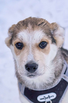 Щенок Ася в добрые руки