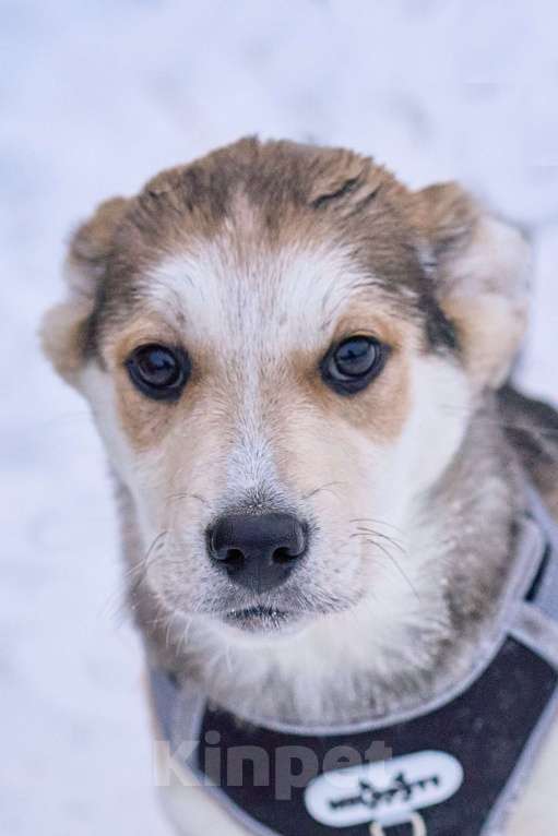 Собаки в Москве: Щенок Ася в добрые руки Девочка, Бесплатно - фото 1