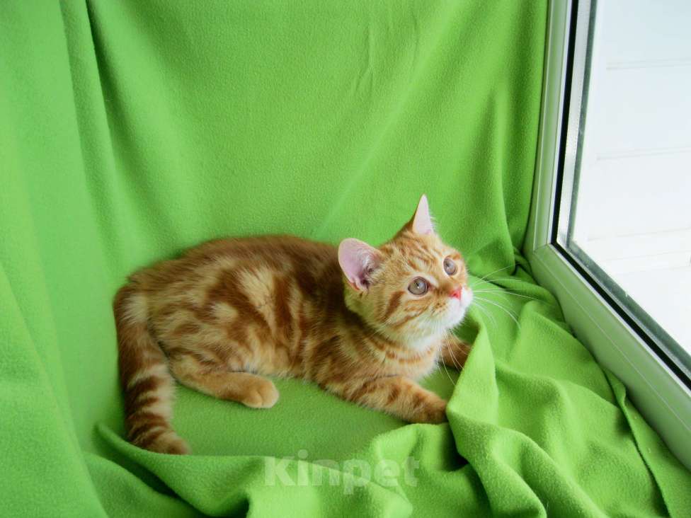 Кошки в Ставрополе: Котята мраморята Мальчик, 10 000 руб. - фото 7