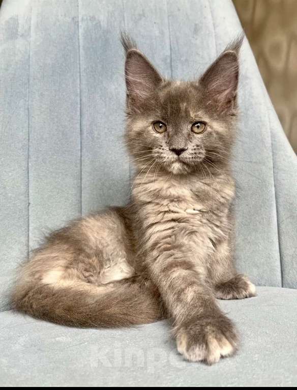 Кошки в Санкт-Петербурге: Конфета (Konfeta Pansy Desire) Девочка, 50 000 руб. - фото 5
