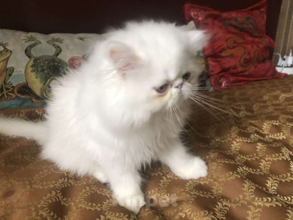 Кошки в Санкт-Петербурге: Продаю элитного белого персидского котенка мальчика Мальчик, Бесплатно - фото 4