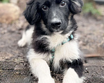 Собаки в Солнечногорске: Арамис Мальчик, Бесплатно - фото 4