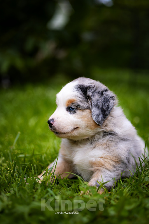 Собаки в других городах Московской области: щенок миниатюрной американской овчарки Мальчик, Бесплатно - фото 4