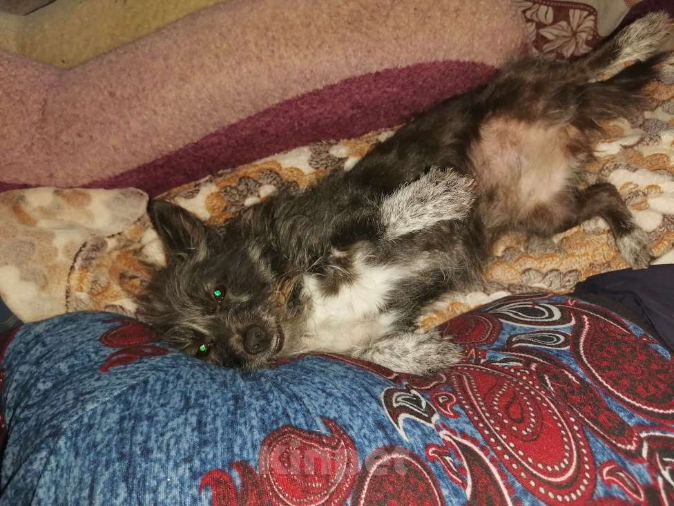 Собаки в Красноярске: Отдам в добрые руки маленькую собачку Девочка, Бесплатно - фото 3