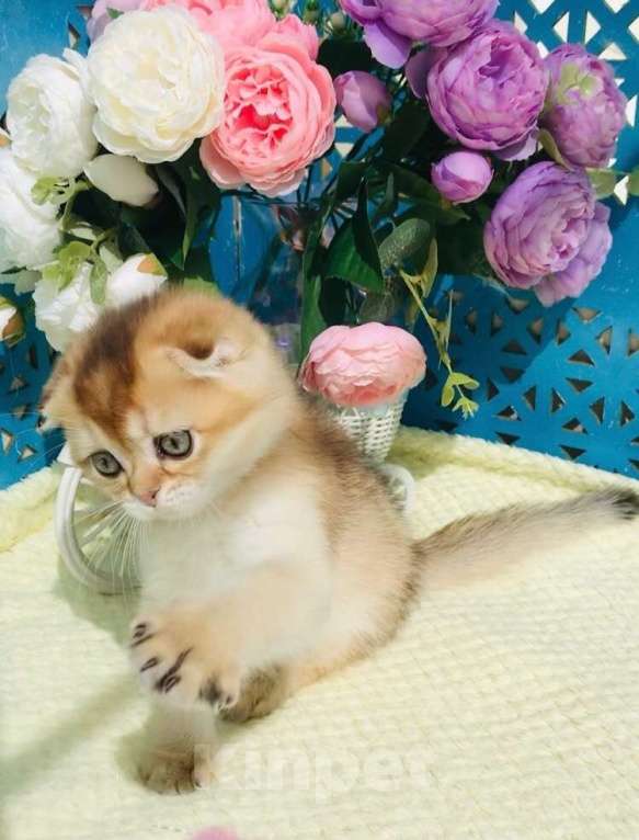 Кошки в Санкт-Петербурге: золотой мальчик Мальчик, 40 000 руб. - фото 4