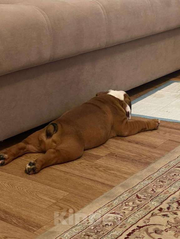 Собаки в Москве: Английский бульдог девочка Девочка, Бесплатно - фото 3