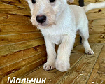 Собаки в Москве: Маленькие щенки в добрые руки (есть коротколапик)! Мальчик, 10 руб. - фото 5