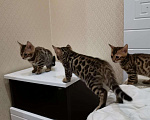 Кошки в Москве: Бенгальские котята, 21 000 руб. - фото 2