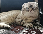 Кошки в Уфе: Кот вязка, 1 000 руб. - фото 2