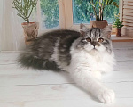 Кошки в Самаре: Кошечка Долли Девочка, 12 000 руб. - фото 8