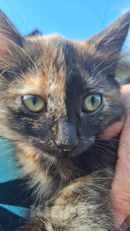 Кошки в Челябинске: Котята ищут свой дом Девочка, Бесплатно - фото 3