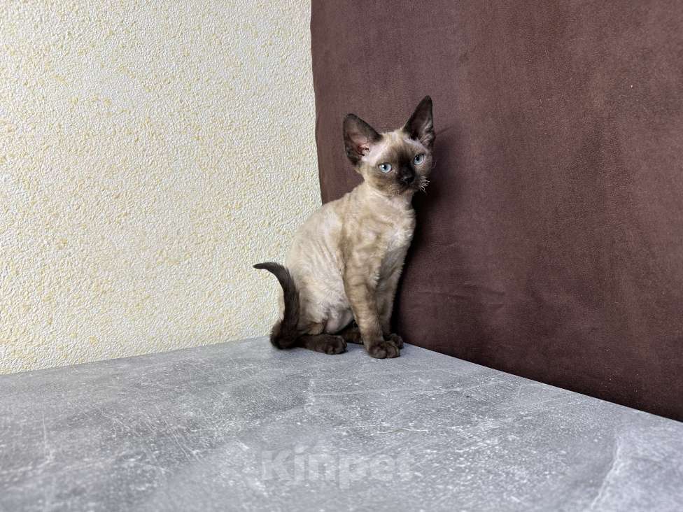 Кошки в Москве: Минковая кошечка девон рекс Девочка, 85 000 руб. - фото 9