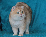 Кошки в Москве: Золотая шиншилла Мальчик, 35 000 руб. - фото 1