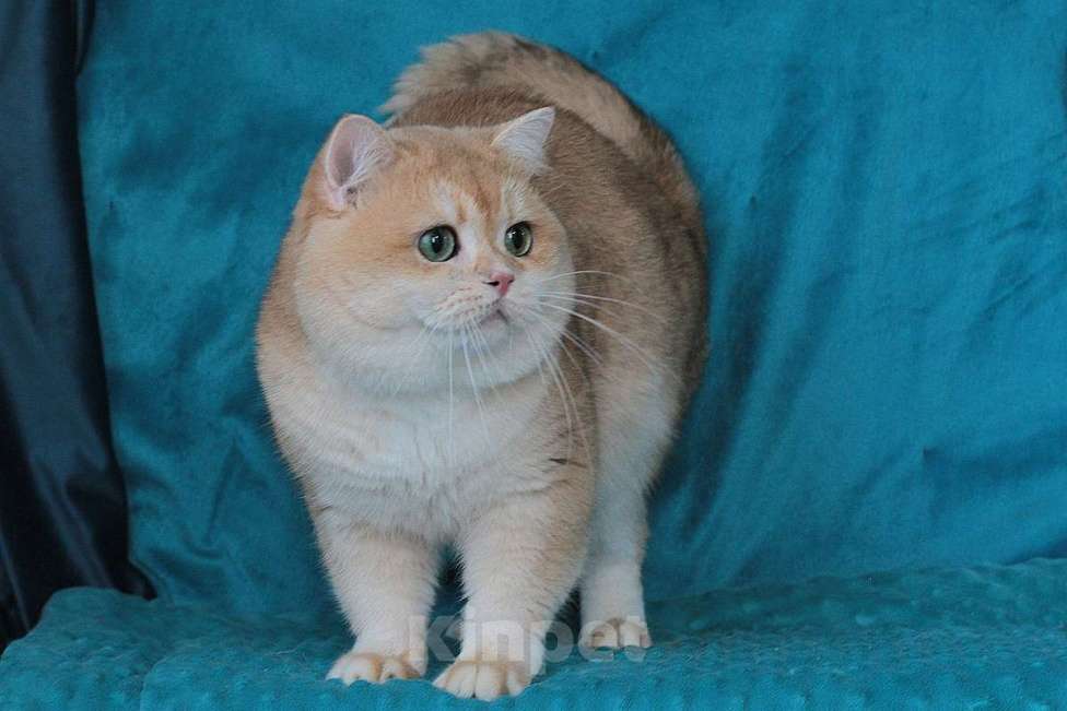 Кошки в Москве: Золотая шиншилла Мальчик, 35 000 руб. - фото 1