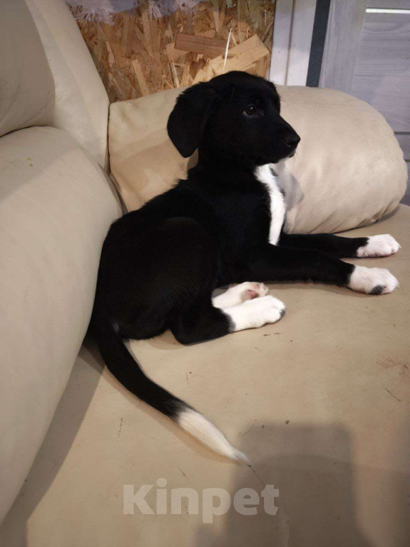 Собаки в других городах Московской области: Щенок Изя в добрые руки  Девочка, Бесплатно - фото 3