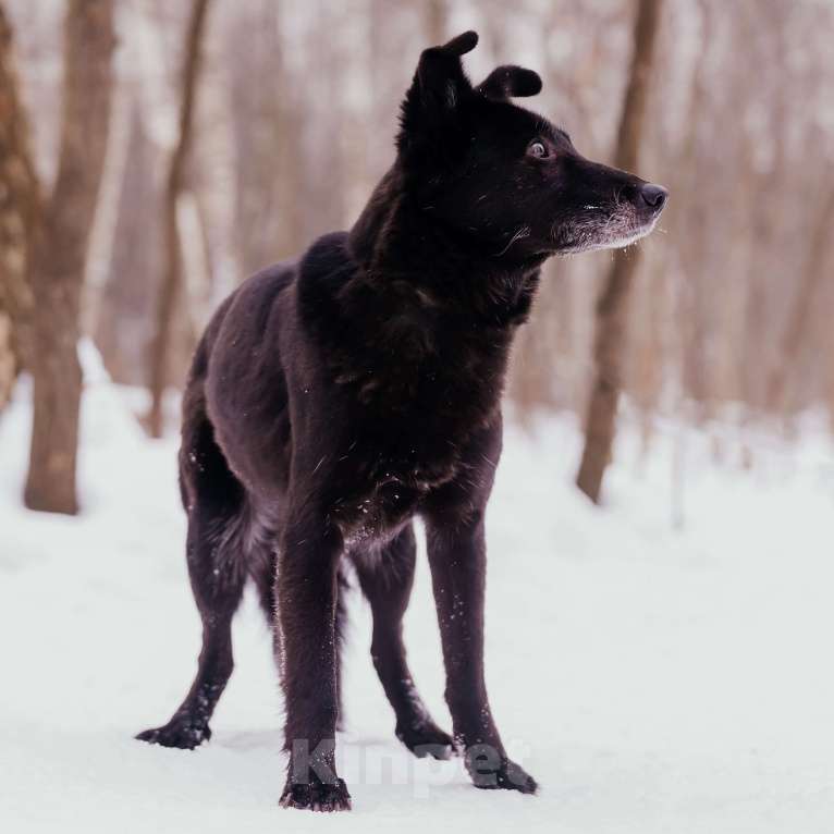 Собаки в Москве: Сафи Девочка, Бесплатно - фото 3