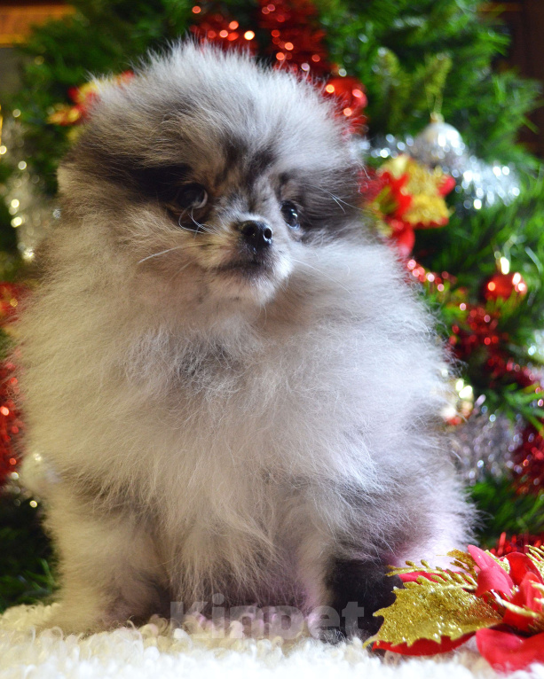 Собаки в Бийске: Щенки померанского щенка Девочка, 50 000 руб. - фото 3