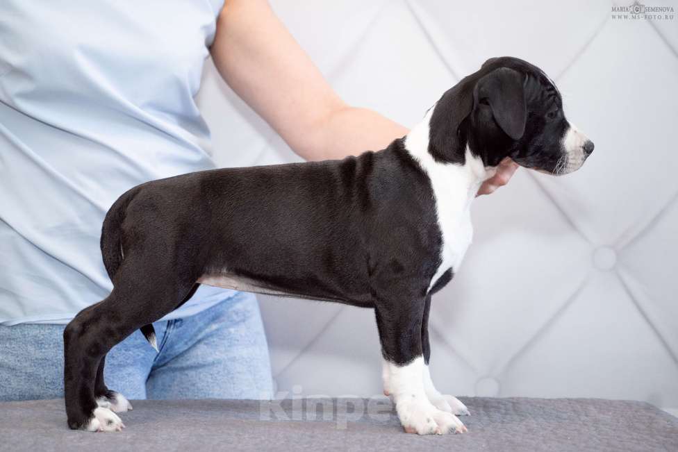 Собаки в Москве: Щенок амстаффа в семью Девочка, 90 000 руб. - фото 3