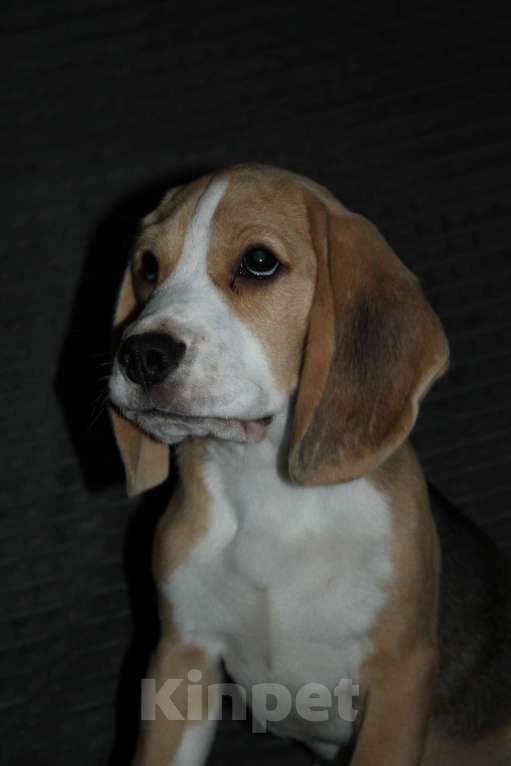 Собаки в Москве: Щенки Бигля  Мальчик, 70 000 руб. - фото 1