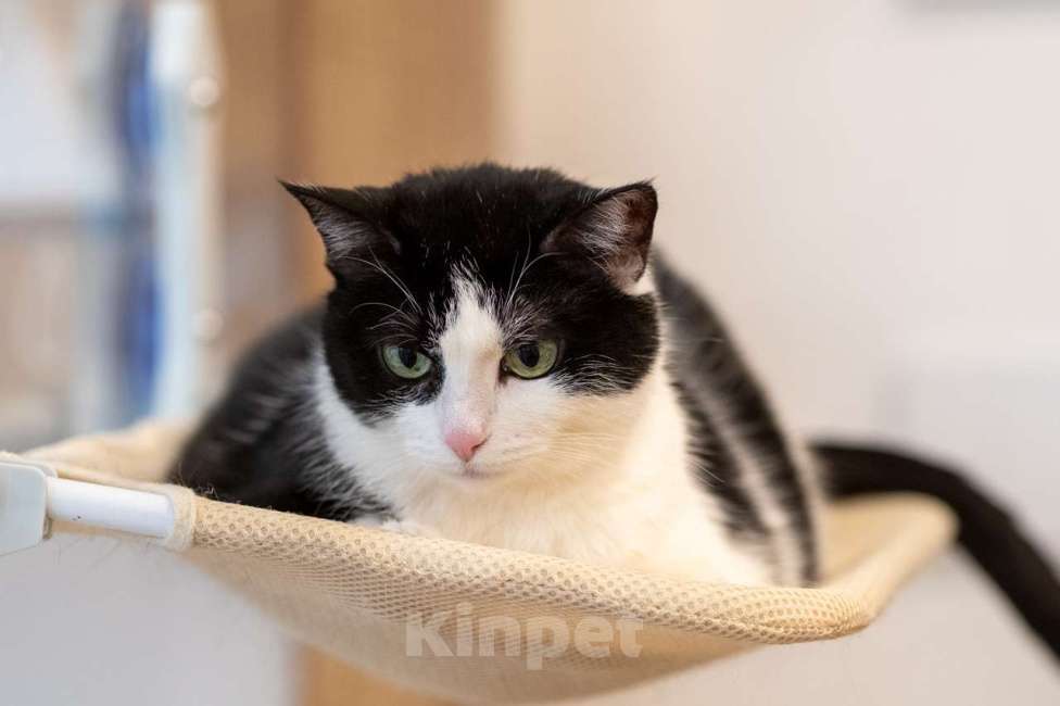 Кошки в Москве: Кошка Алиса в добрые руки Девочка, Бесплатно - фото 5