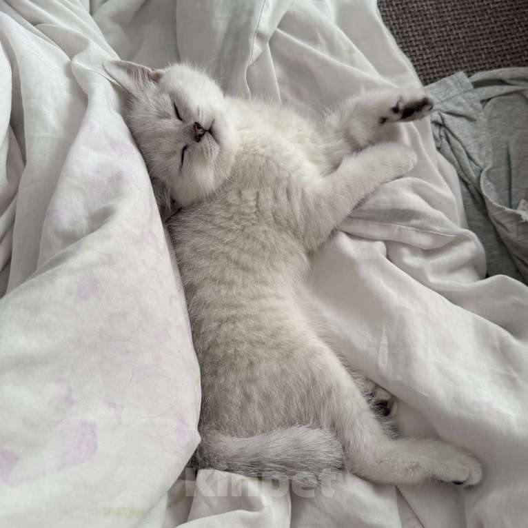 Кошки в Тюмени: Британский мальчик окраса ns11 Мальчик, 10 000 руб. - фото 2