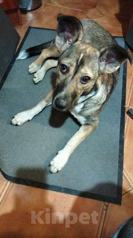 Собаки в Москве: Машутка ищет дом Девочка, Бесплатно - фото 7