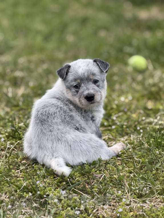 Собаки в Санкт-Петербурге: Девочка- хилер Эврика Девочка, Бесплатно - фото 3