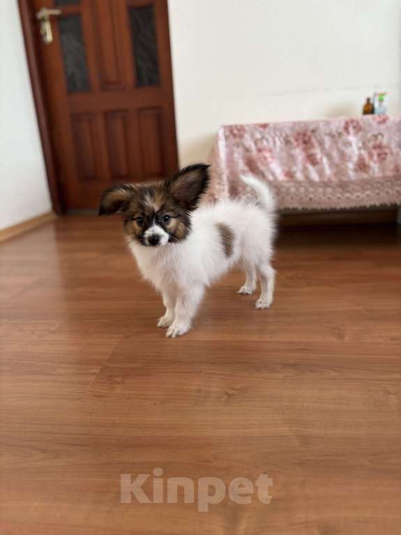 Собаки в Москве: Кукольный мальчик папильона, Бруно  Мальчик, 50 000 руб. - фото 2