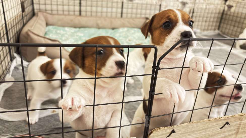 Собаки в Москве: Щенок джек-рассел-терьер от титулованных родителей Девочка, 1 руб. - фото 7