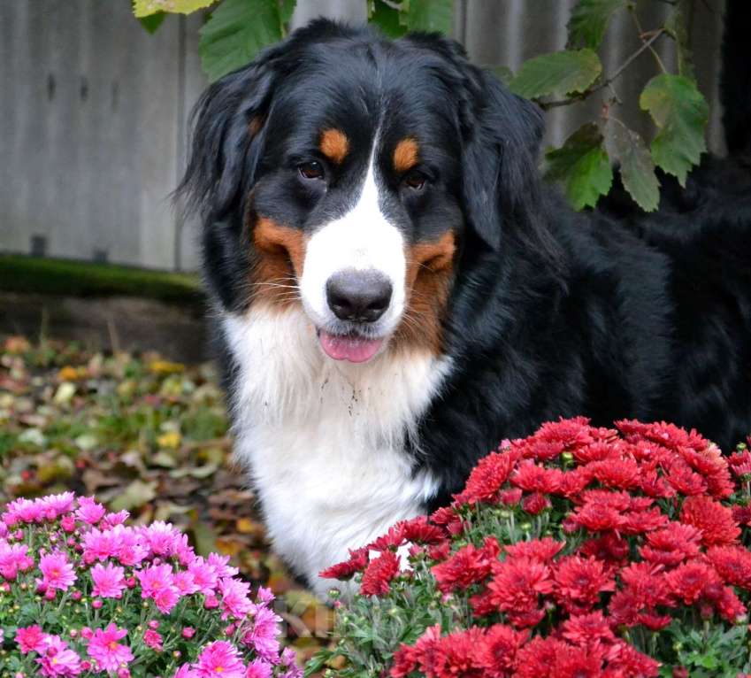 Собаки в Москве: Девочка Бернский зенненхунд  Девочка, 120 000 руб. - фото 8