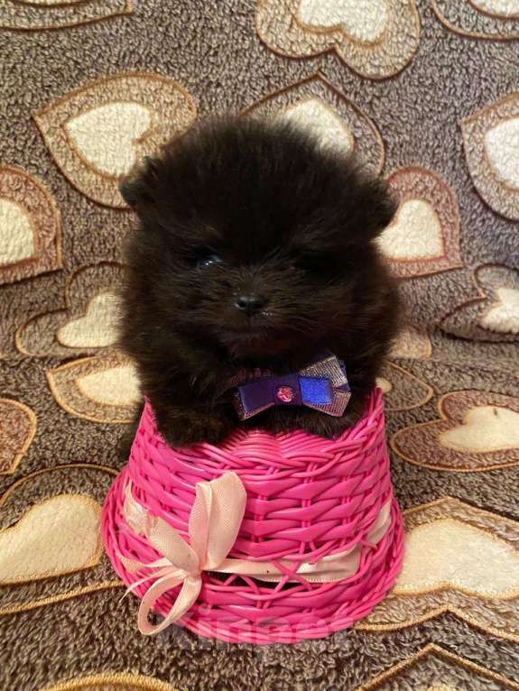 Собаки в Самаре: Мальчик Мальчик, Бесплатно - фото 1