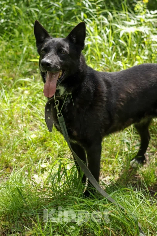 Собаки в Ногинске: Нежный Техас готов подарить сердце в обмен на любовь Мальчик, Бесплатно - фото 4