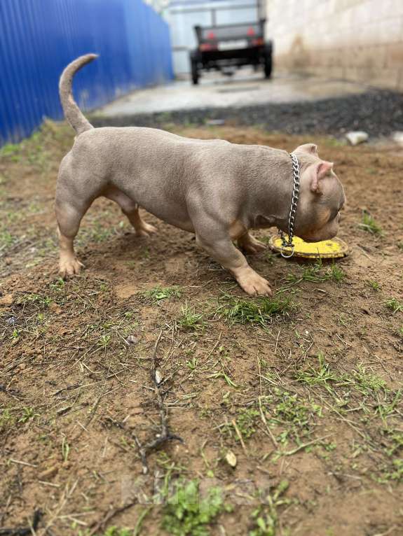 Собаки в Николаевске: Вязка. Американский булли, покет Мальчик, Бесплатно - фото 3