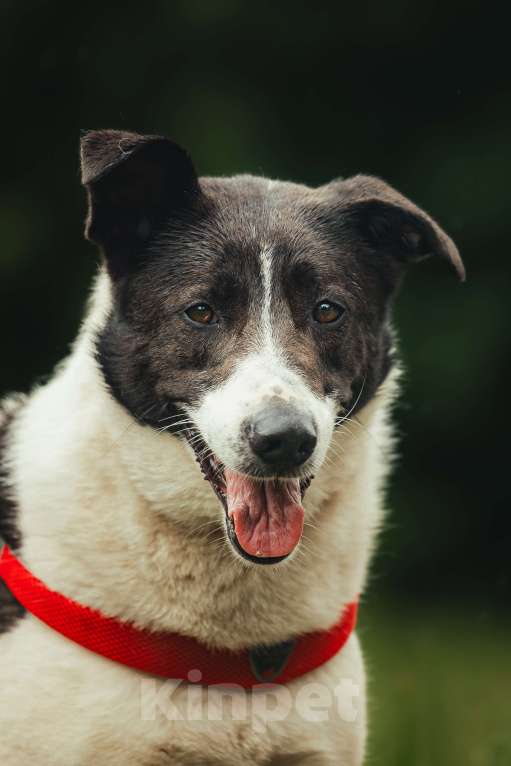 Собаки в Москве: Элли ищет дом Девочка, Бесплатно - фото 10