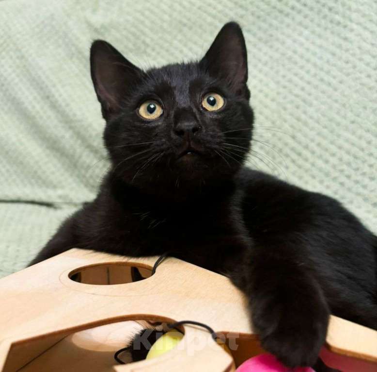 Кошки в Москве: Черный котенок в добрые руки Мальчик, Бесплатно - фото 5