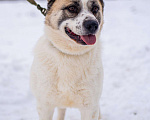 Собаки в Москве: Миниатюрная собака из приюта в добрые руки Мальчик, Бесплатно - фото 1